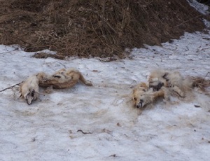 На границе Серовского и Новолялинского городских округов обнаружена свалка трупов собак