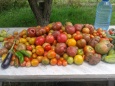 В Новолялинской колонии выращивают круглый год овощи
