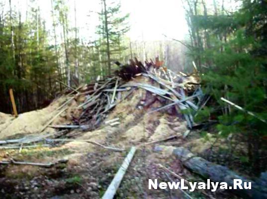 Незаконная вырубка леса в районе реки Нясьма