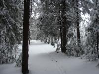 Зимний лес около г. Новой Ляли